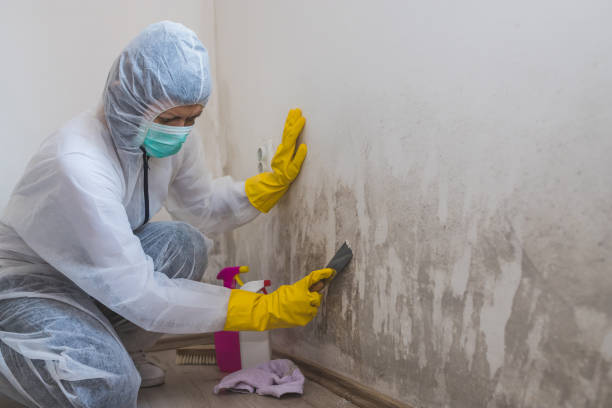Mold Documentation for Insurance Claims in South Hempstead, NY