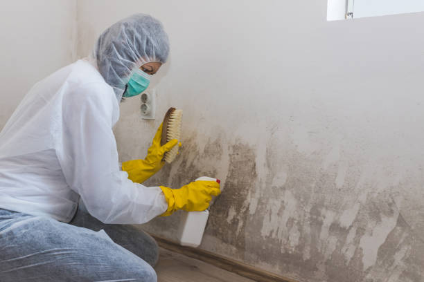 Best Air Quality Testing for Mold Spores  in South Hempstead, NY