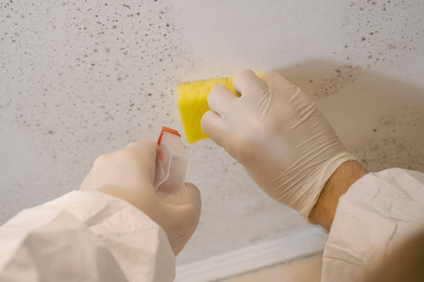 Best Mold Damage Restoration  in South Hempstead, NY