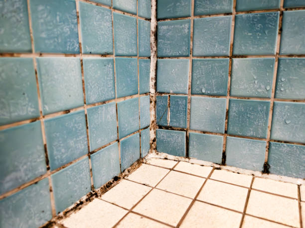  South Hempstead, NY Mold Removal Pros