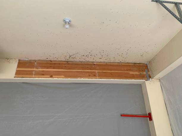 Dehumidification Services in South Hempstead, NY