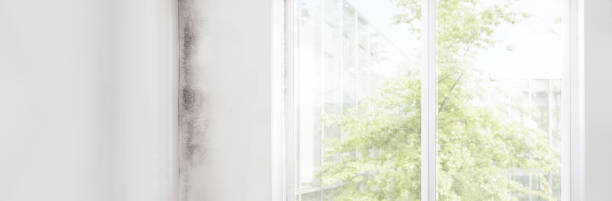 Best Comprehensive Air Testing for Mold Contaminants  in South Hempstead, NY