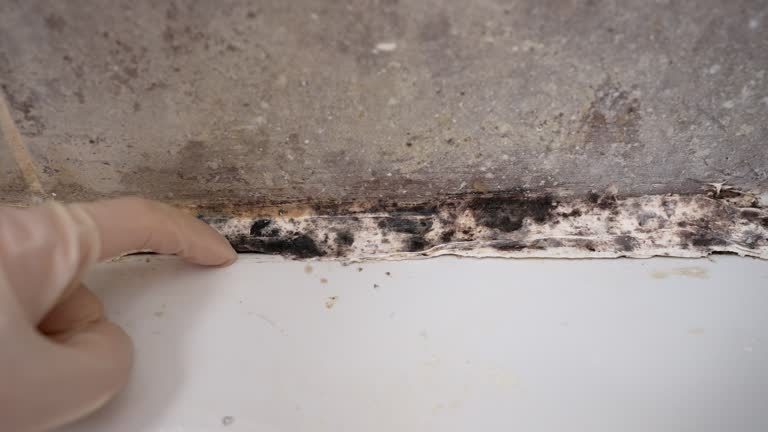 Best Water Damage & Mold Remediation  in South Hempstead, NY